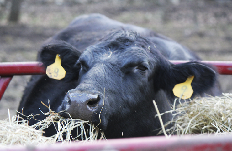 grassfed”